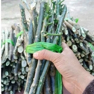 10 cành giống cây bina chaya(rau mỳ chính, rau đu đủ nhật) về ươm trồng cực dễ - Nông Nghiệp Việt