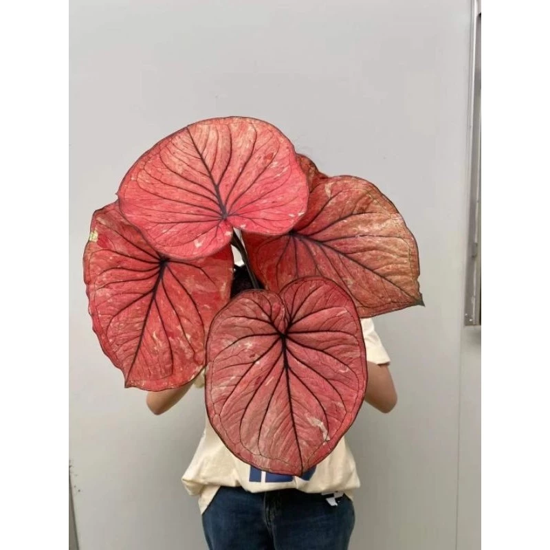 Củ môn thiên nga đỏ - Caladium