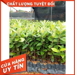 Cây giống sim rừng cao 20-30cm , bầu rễ ổn định tươi xnah