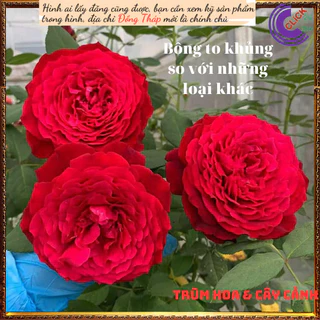 Chậu hoa hồng Janice Kellogg Siêu to ⏰Yêu Nhà Yêu Hoa