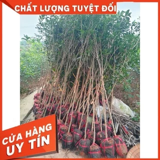 Cây Mộc Hương Ta Hoa Vàng cao 1m8-2m, thoát thân 70cm-1m, sẵn hoa sẵn nụ bầu rễ ổn định