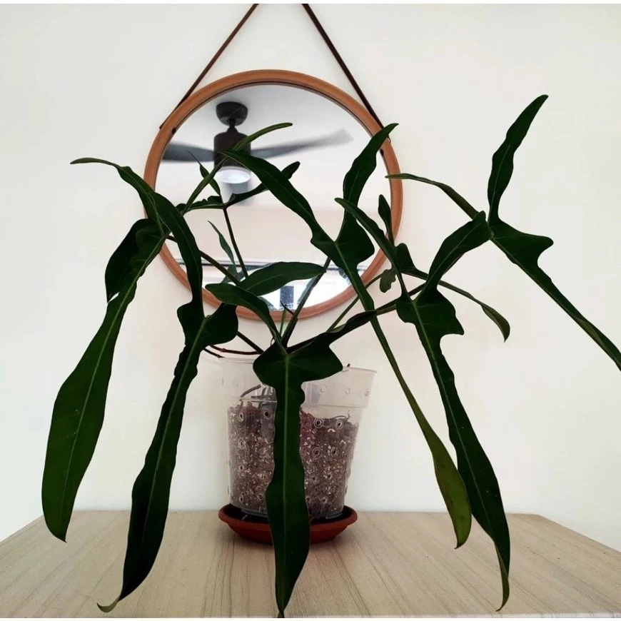 Philodendron Longilobatum ' Lelano Miyano ' --jennie