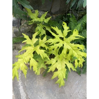 Cây con, Cây giống mini Philodendron Solloum Gold/ Trầu bà lá xẻ vàng/ Trầu bà thanh xuân vàng --jennie