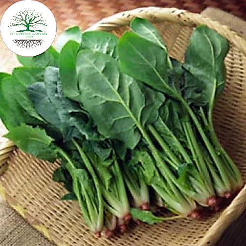 Hạt Giống Rau Cải Bó Xôi Chịu Nhiệt - Rau Chân Vịt, Rau Bina (tặng phân bón)