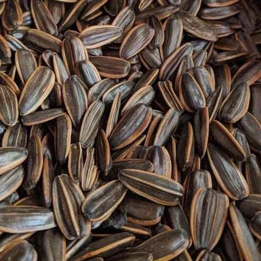 500gr Hướng Dương tẩm vị Dừa, Óc chó siêu ngon