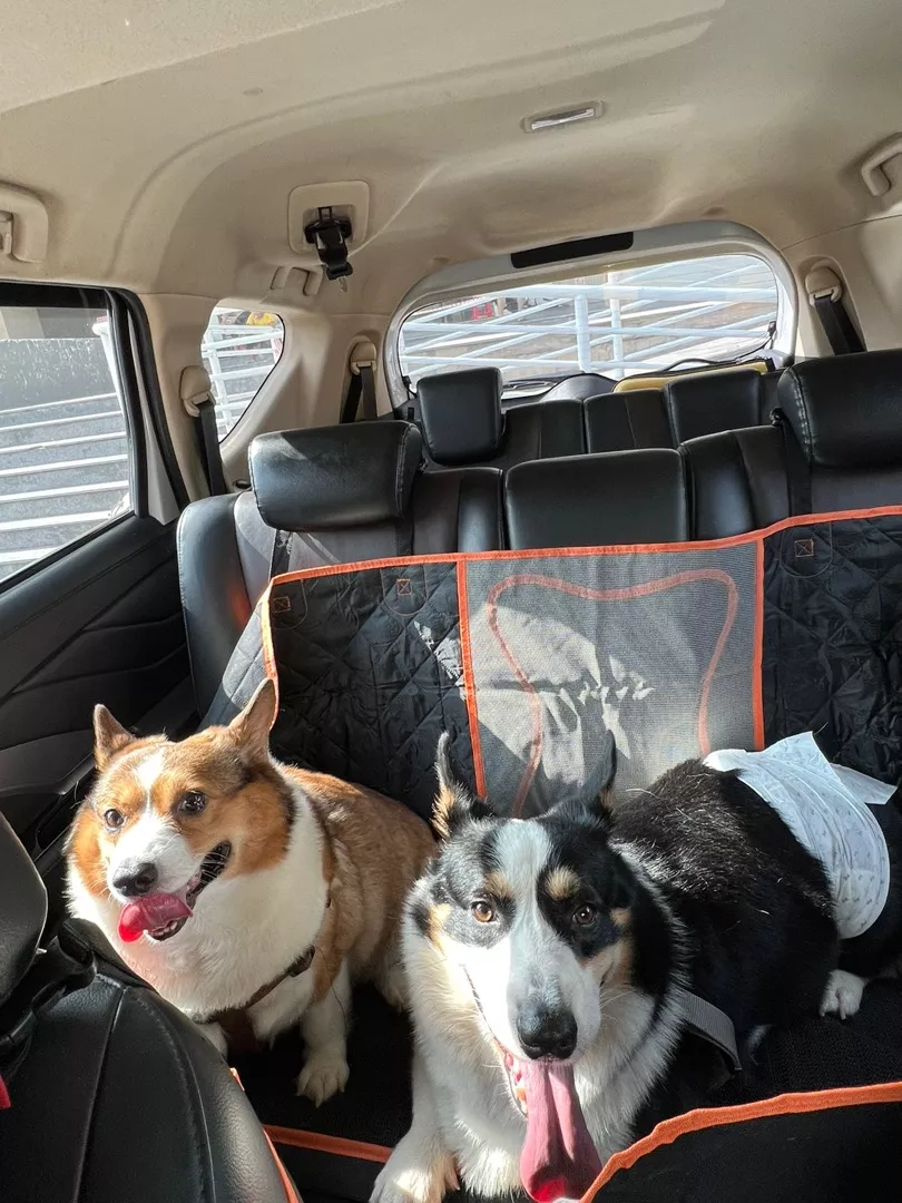 ComfyCruiser Dog Car Seat Extended