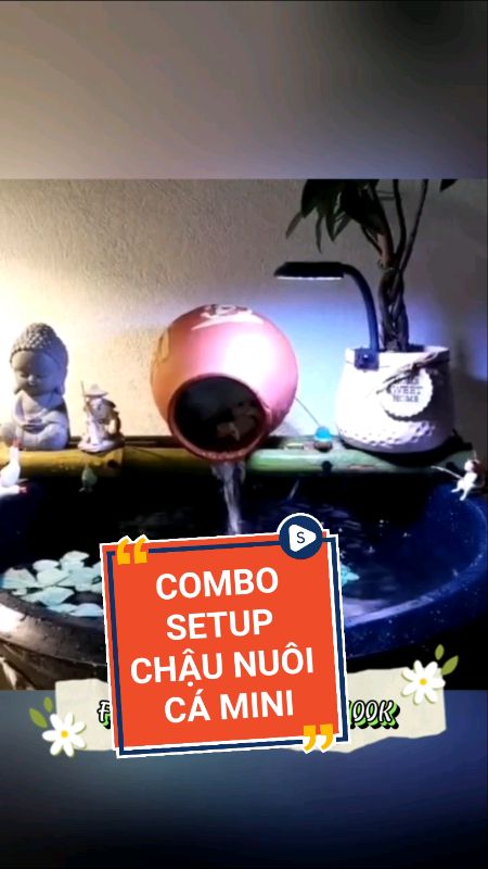 Combo setup chậu nuôi cá mini #KOLUyTin #LuotVuiMuaLien #ShopeeCreator #cacanh77 #ShopeeVideo