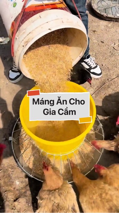 ￼Máng Ăn Cho Gia Cầm #VideohangDoiSong#ShopeeVideo#ShopeeCreator #LuotVuiMuaLien#KOLUyTin#Videomuasam #SandealcungKOL #diumi396