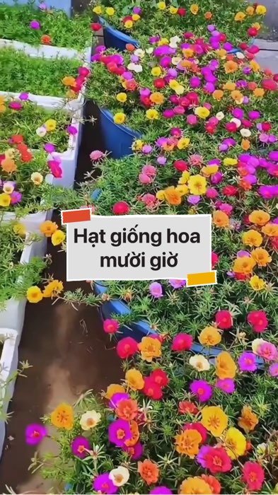 Hạt giống hoa mười giờ #VideohangDoiSong#ShopeeVideo#ShopeeCreator #LuotVuiMuaLien#KOLUyTin#Videomuasam #SandealcungKOL #diumi552