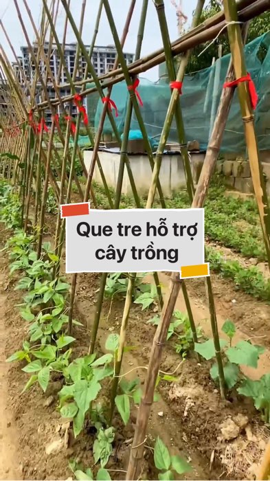 ￼ Que tre hỗ trợ cây trồng #VideohangDoiSong#ShopeeVideo#ShopeeCreator #LuotVuiMuaLien#KOLUyTin#Videomuasam #SandealcungKOL #diumi586