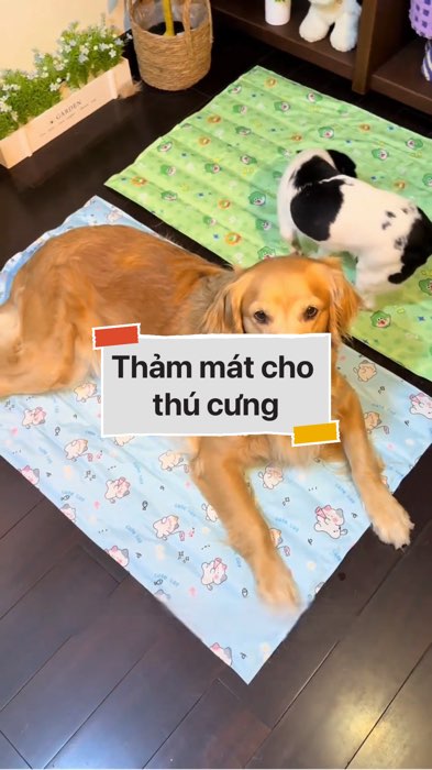 ￼Thảm mát cho thú cưng #VideohangDoiSong#ShopeeVideo#ShopeeCreator #LuotVuiMuaLien#KOLUyTin#Videomuasam #SandealcungKOL #diumi677