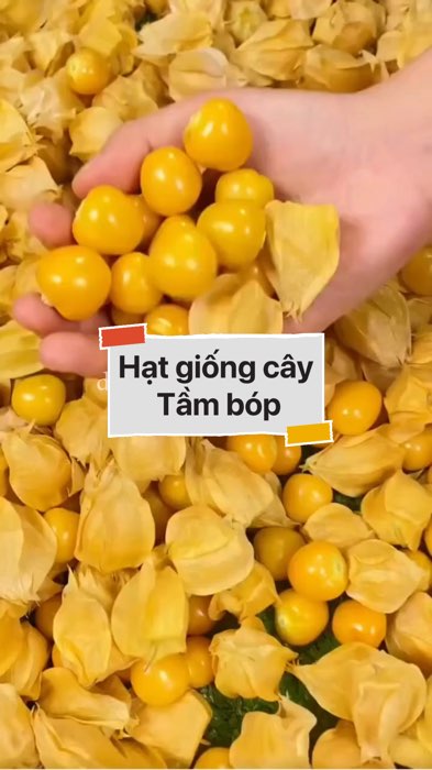 ￼Hạt giống Tầm bóp #VideohangDoiSong#ShopeeVideo#ShopeeCreator #LuotVuiMuaLien#KOLUyTin#Videomuasam #SandealcungKOL #diumi845