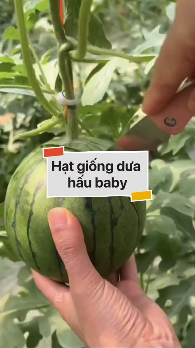 Hạt giống dưa hấu baby #VideohangDoiSong#ShopeeVideo#ShopeeCreator #LuotVuiMuaLien#KOLUyTin#Videomuasam #SandealcungKOL #diumi956