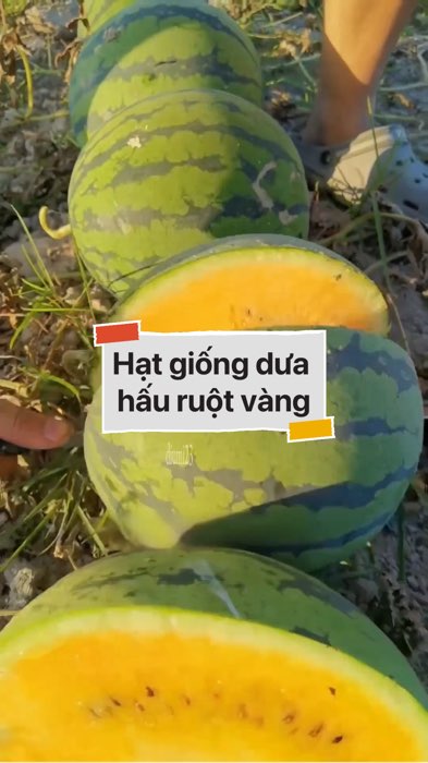 Hạt giống dưa hấu ruột vàng #VideohangDoiSong#ShopeeVideo#ShopeeCreator #LuotVuiMuaLien#KOLUyTin#Videomuasam #SandealcungKOL #diumi738