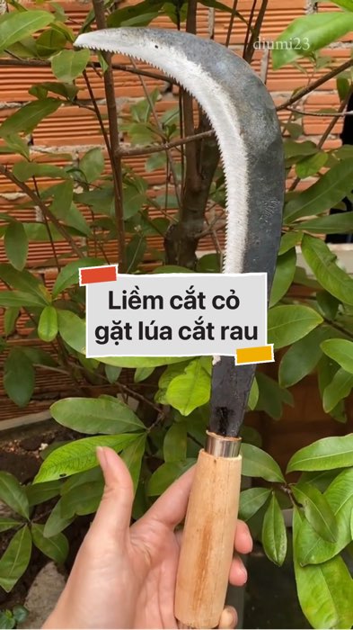 ￼Liềm cắt cỏ gặt lúa cắt rau #VideohangDoiSong#ShopeeVideo#ShopeeCreator #LuotVuiMuaLien#KOLUyTin#Videomuasam #SandealcungKOL #diumi255