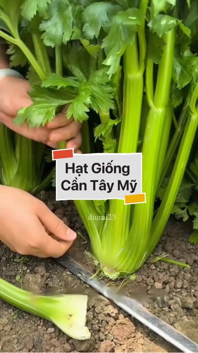 Hạt Giống Cần Tây Mỹ #VideohangDoiSong#ShopeeVideo#ShopeeCreator #LuotVuiMuaLien#KOLUyTin#Videomuasam #SandealcungKOL #diumi475