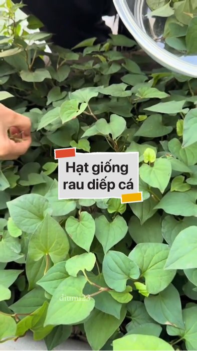 ￼Hạt giống rau diếp cá #VideohangDoiSong#ShopeeVideo#ShopeeCreator #LuotVuiMuaLien#KOLUyTin#Videomuasam #SandealcungKOL #diumi479
