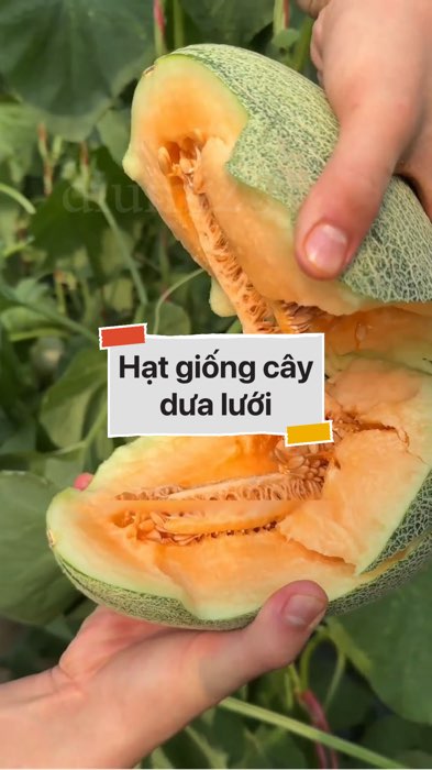 Hạt giống dưa lưới #VideohangDoiSong#ShopeeVideo#ShopeeCreator #LuotVuiMuaLien#KOLUyTin#Videomuasam #SandealcungKOL #diumi482