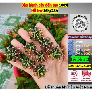 Chồi xương rồng gym lem Kt10 CACTUSONE_SHOP ưu tiên để tháp kích thướt 2.5-3.5cm