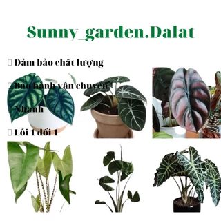 Chậu cứng alocasia con. Thích hợp để sưu tầm, giá tốt, liên tục cập nhật