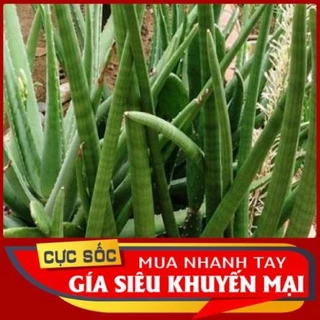 Cây Ngà Voi Tươi (1kg) [Thảo Dược Ngọc Ánh]