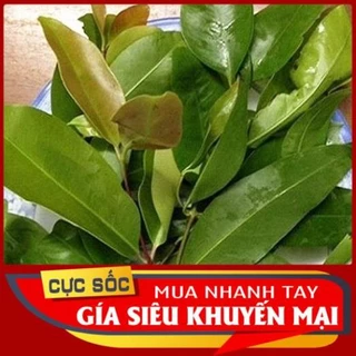 Lá Bía Bái tươi 1kg [Thảo Dược Ngọc Ánh]