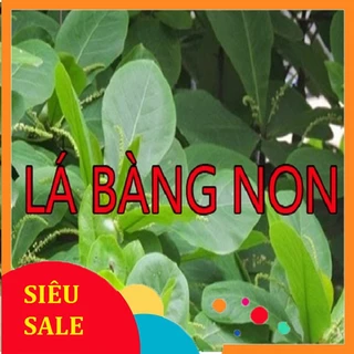 1kg Lá Bàng non Organic hỏa tốc 1h nhận hàng