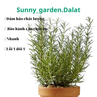 Chậu mềm Hương thảo - Rosemary