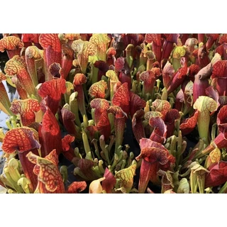 hố bẫy swaniana , sarracenia swaniana