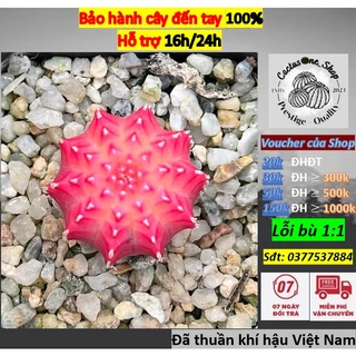 Xương rồng gym lem CACTUSONE_SHOP hạt giống màu đẹp size 3 - 3.5cm