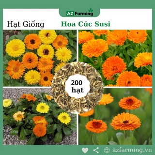 Hạt Giống Hoa Cúc Susi (Cúc Vô Ưu) - Gói 200 Hạt - AZ Farming