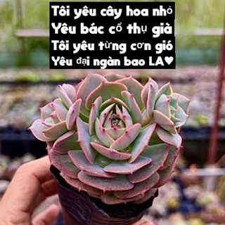 cây sen đá Túc cầu size bầu 4-4,5cm cây cảnh trang trí nhà cửa THUANPHAT GARDEN