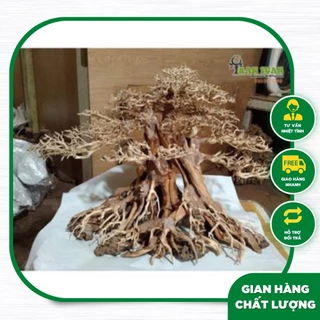 Cây gỗ Lũa Bonsai dáng cổ thụ [Phần thân và gốc có nhiều rể]