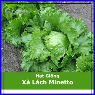 Hạt Giống Xà Lách Minetto