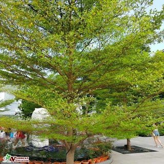 Cây Bàng Đài Loan-cây công trình- cây giống cao 30-40cm