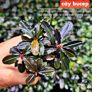 Cây Bucep - Cây thuỷ sinh đẹp, ưa chuộng nhất hiện nay