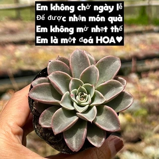 cây sen đá Ph.áo Hoa echeveria fantastic fountain rất mới size bầu 4-4,5cm