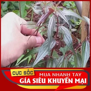 1kg cây thuốc ròi tươi.thuốc dòi tím