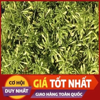 500gr Hoa Đu Đủ Đực tươi - Chỉ ship "Hỏa tốc" tại TPHCM [Dược Liệu Việt 247]