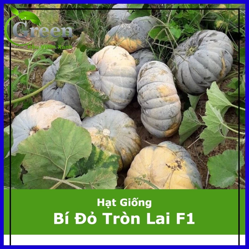 Hạt Giống Bí Đỏ Tròn Lai F1 Đặc Ruột Dẻo Ngon