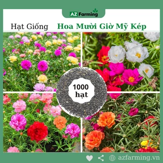 Hạt Giống Hoa Mười Giờ Mỹ Cánh Kép Nhiều Màu - 1000 Hạt - AZ Farming