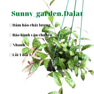 Chậu treo mắt nai ( má đào sọc) - Aeschynanthus