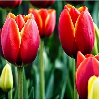 Hạt giống hoa tulip hà lan MIX màu nhập ngoại 5 hạt