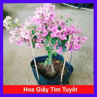 Hoa Giấy Tím Tuyết - cây cảnh đẹp trang trí sân vườn