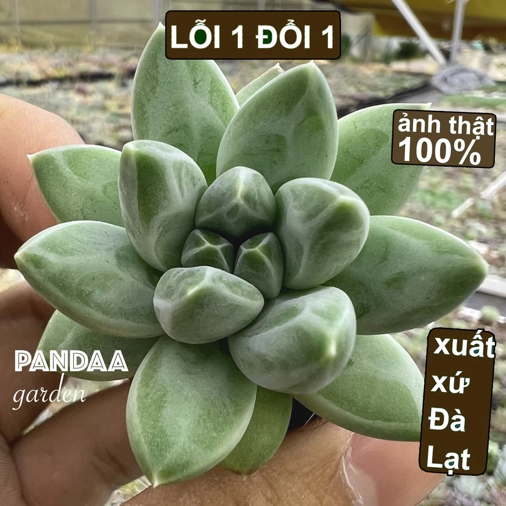 Sen Đá Kim Cương Trắng Size Mini 2-4cm Cây Khoẻ, Vườn Sen Đá PANDAA GARDEN Đà Lạt Dễ Trồng Dễ Thích Nghi, Lỗi 1 Đổi 1