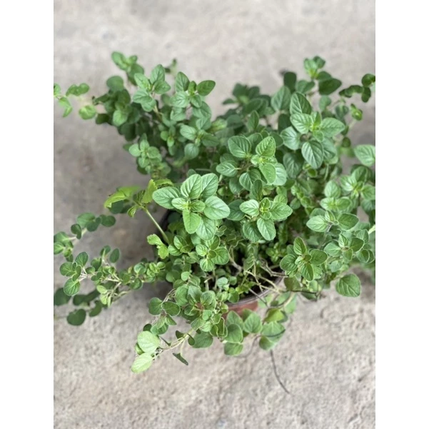 Chậu oregano - kinh giới cay chỉ gửi gần Hà Nội