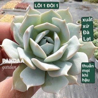 Sen Đá Ngọc Trinh Size Mini 2-4cm, Vườn Sen Đá PANDAA GARDEN Xuất Xứ Đà Lạt, Cây Khoẻ Cực Dễ Chăm Trồng, Lỗi 1 Đổi 1