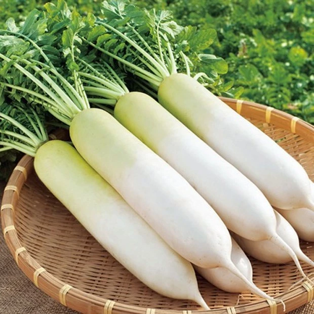 [Bán sỉ] Hạt giống củ cải trắng trồng năng suất, ăn ngon (trùng)