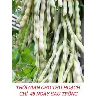 Hạt giống đậu  (đậu dải áo) cao sản hạt đen