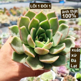 Sen Đá Đế Vương Xám Size Trung 10-12cm, Vườn Sen Đá PANDAA GARDEN Đà Lạt Khoẻ Đẹp, Thích Nghi Mọi Khí Hậu, Lỗi 1 Đổi 1